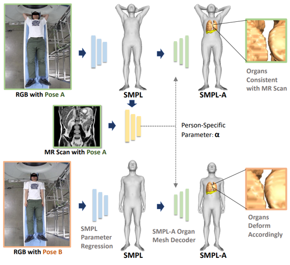 Paper Teaser - Prediction of In-Vivo Organ Deformation Under New Patient Poses